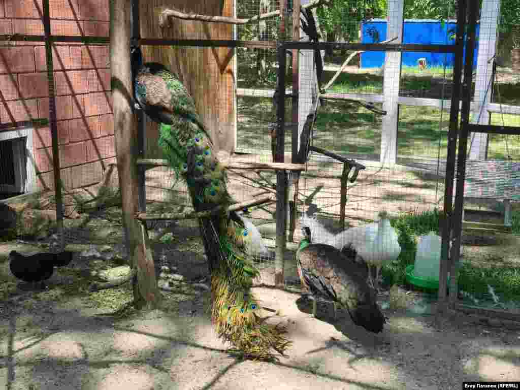 Местным павлинам повезло меньше, чем обитателям пруда. Они живут в тесном вольере на территории Гагаринского парка, поэтому пополнения у них нет