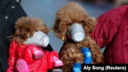 Собаки в масках, Шанхай, Китай, 16 лютого 2020 року