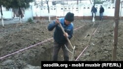 В школе №1 в Андижане строят парниковый лимонарий.