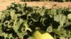 USA - first ever uzbek melon in USA, Arizona state