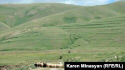 Armenia - Sheep grazing on Urtsasar mountains, 22Jun2012.