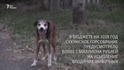 Территория есть, приюта нет