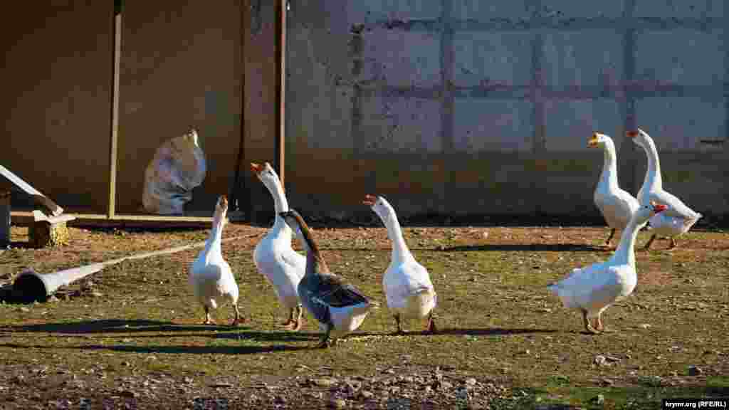 Ğazlar ise - aksine, şamata köterdi