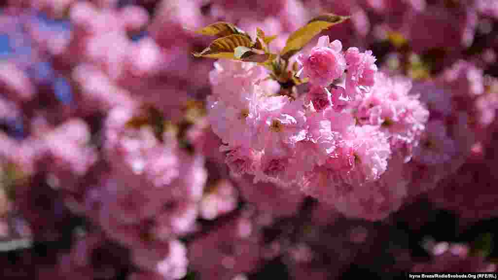 Сакури не мають запаху і не дають плодів, але викликають радість та задоволення