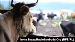 Illýustrasiýa suraty