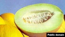 Бундан кейин Россияга қовун олиб боришдан аввал "справка"сини тайёрлаб қўйиш керак бўлади.