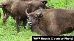 Бізони в російському регіоні Північна Осетія, за виживання яких боролися представники WWF, фото ілюстративне