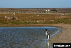 Фолклендські острови