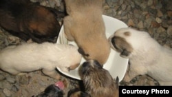 پناهگاه پردیس تبریز، برای حیوانات بدون سرپناه