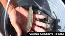 Чүй өрөөнү. 2018-жыл.