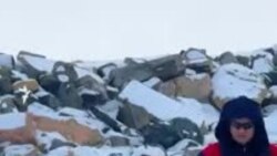 Тюлени в степи. Как в Казахстане спасают заблудившихся животных