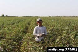 Күніне 80 килограмм мақта теретінін айтқан 8-сынып оқушысы. Оңтүстік Қазақстан облысы Мақтарал ауданы, 20 қыркүйек 2016 жыл.