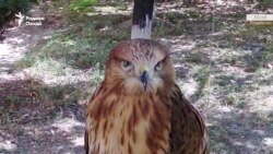 Уқоби кӯҳӣ-дар "доми" технологияи навин