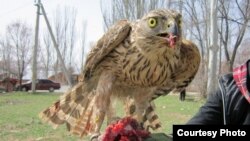 Иллюстрациялык сүрөт.