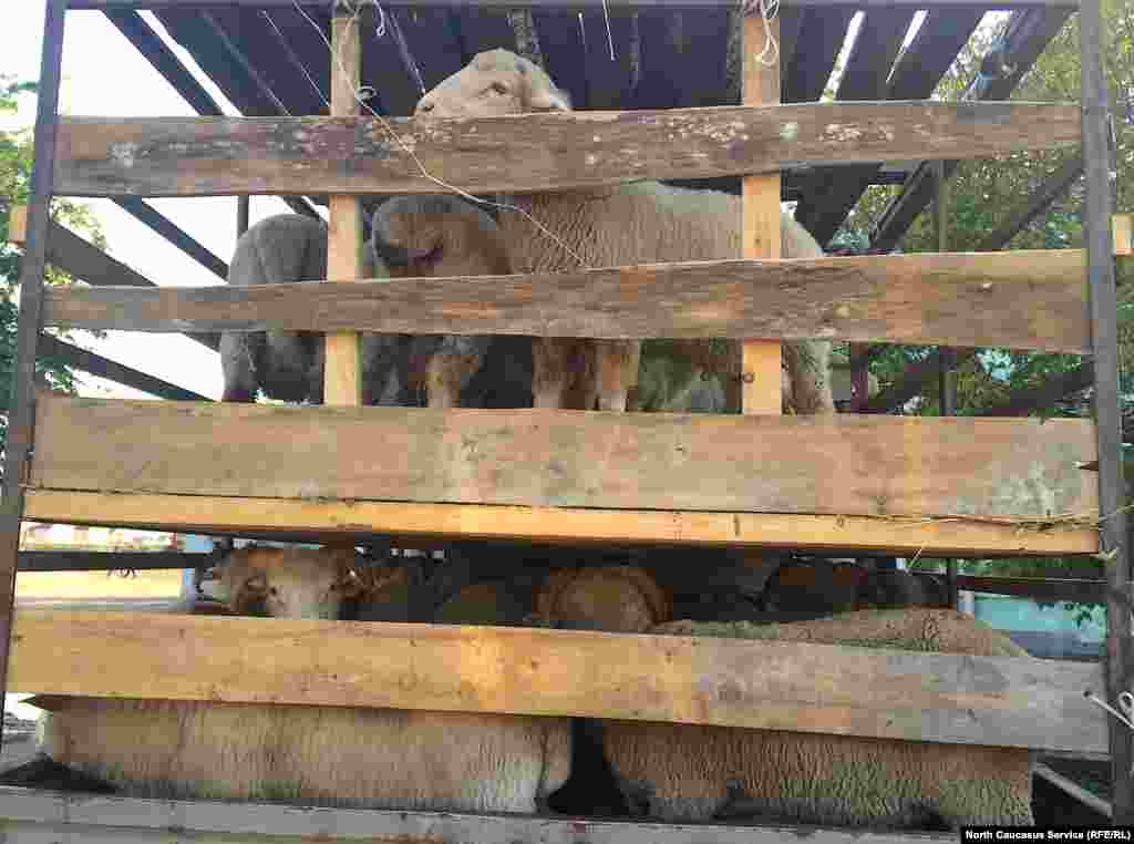 Самые ходовые в Курбан-байрам &ndash; это бараны со средним весом, например, в 20 кг. Если весят больше, то люди не хотят: мясо слишком жирное