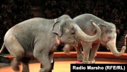 КараIамийна пийлаш циркехь