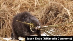 Бабёр будуе сваю хатку. Ілюстрацыйнае фота
