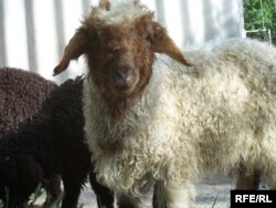 Gurbanlykda gurby catan adamlar janly soýýar.