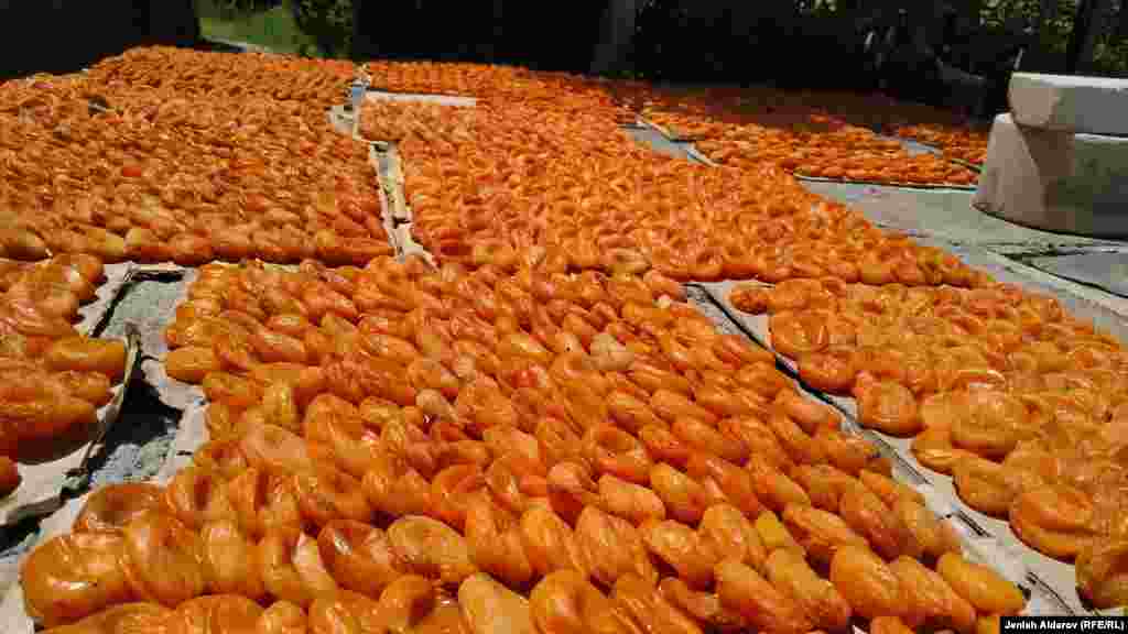 Облуста 8000 гектардан ашык өрүк багы бар.&nbsp;