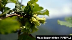 Летом прошлого года население Грузии, особенно ее западной части, на собственном опыте убедилось, какие масштабы может принять нашествие клопов