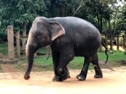 Цейлон филе