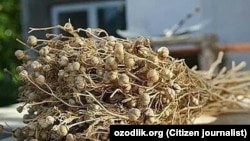 Орусияда адырашман курамында баңгизаттары бар өсүмдүктөрдүн тизмесине киргизилген.