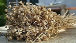 Etrekde we Balkanabatda koronawirusyň ýüze çykandygy öňe sürülýär,  Saglyk ministrligi dymýar. Ýurt boýunça kesele garşy çäreler güýçlenýär