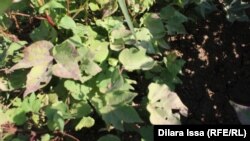 Құрт түскен мақта жапырағы. Мақтарал ауданы. Оңтүстік Қазақстан облысы. 14 қыркүйек, 2017 жыл.