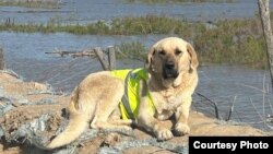 Собака по имени Пшөн, помогавшая во время наводнения