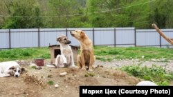 В рамках проекта Саида Отырба планирует ремонт приюта для более чем 60 животных с ОВЗ