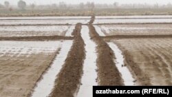 Illýustrasiýa suraty