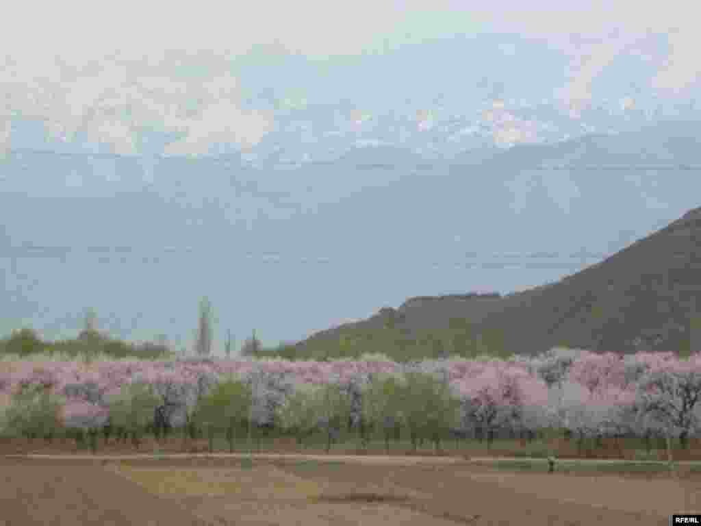 Абрикосовый Баткен #10