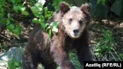 Магаданның "Сокол" һава аланына бару юлында урманнан чыккан аю