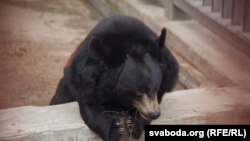 Буры мядзьведзь, ілюстрацыйнае фота