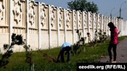 Умумхалқ ҳашарида ўтқазилган минглаб арчалар Ўзбекистон иссиқ иқлимига дош беролмай ва қаровсизликдан қуриб қолмоқда.