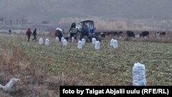 Жалал-Абад. 17.12.2020