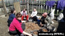 Пераборка бульбы