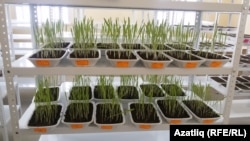 Тәҗрибә мәйданы