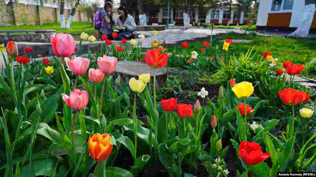 Aqmescitte er yerde lâleler aça