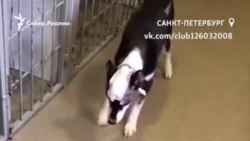 Спасти Андрюшу. В Петербурге пес выжил после ударов топором