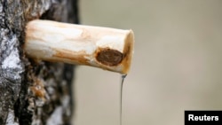 Збор бярозавіка, ілюстратыўнае фота