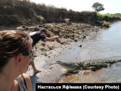 Знаёмства з костарыканскім алігатарам