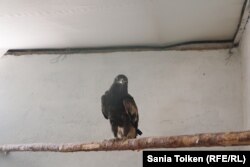 Птенец степного беркута в хозяйстве Боранбаевых.