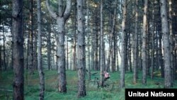 İndi ölkə ərazisinin cəmi 11.8 faizi meşəlikdir