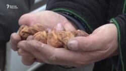 Өрүк бизнеси жолун таба элек