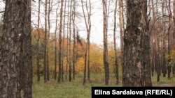 У КИєві встановлено чергові температурні рекорди