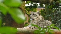 روشی نوین برای احیای حیوانات در معرض انقراض