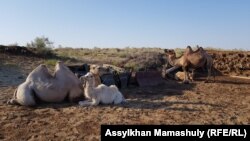 Верблюды на стоянке Болеккум, где живет животновод Болекбай Бейсеналиев с семьей.