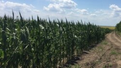 Garagumda kärende ýerlerine mekgejöwen eken daýhanlaryň ekinleri sökülýär