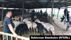 Базардагы койлор. Бишкек.